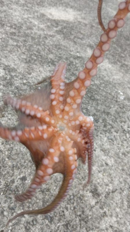 海の色がコーヒー牛乳