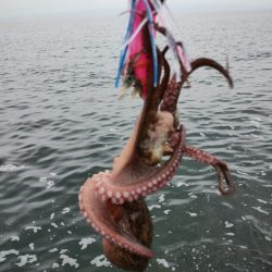 タコ頑張ってます