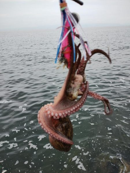 タコ頑張ってます