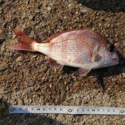 キス釣りでしたが