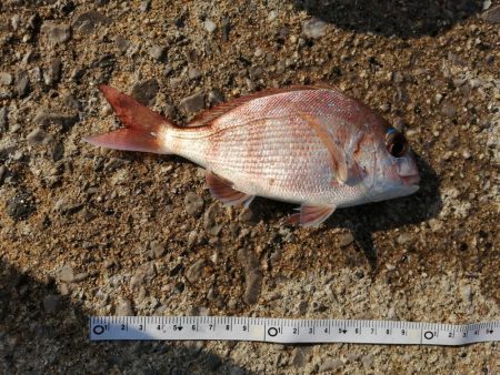 キス釣りでしたが