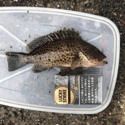 キジハタ・オオモンハタ・アジ