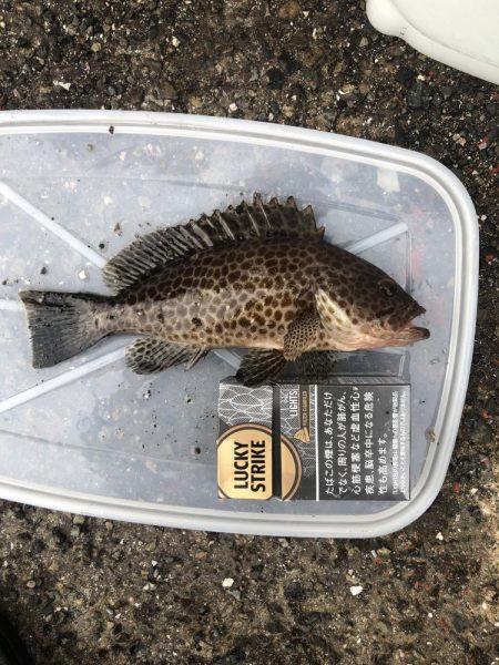 キジハタ・オオモンハタ・アジ