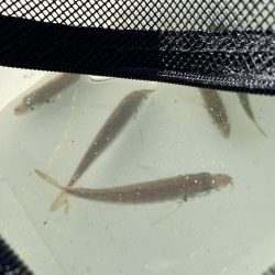 日中サビキ釣り！！