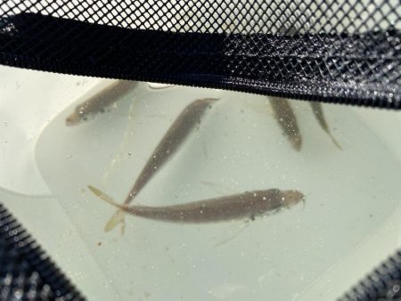 日中サビキ釣り！！