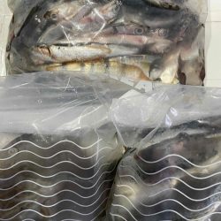 爆釣のファミリーフィッシング　