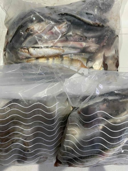 爆釣のファミリーフィッシング　