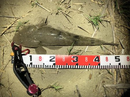 ルアーでマゴチ