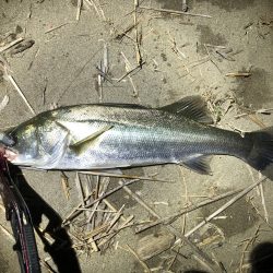 ワームでシーバス