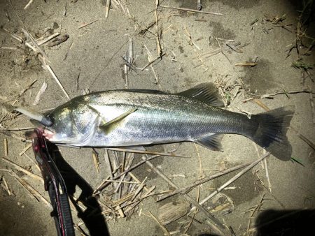 ワームでシーバス