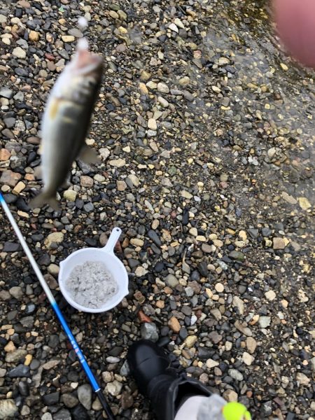 今年初の犬上川