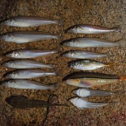 猛暑のキス釣り 網入れに降参