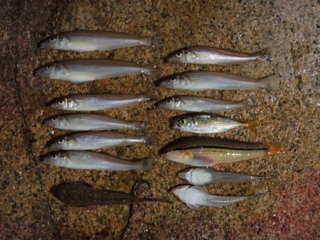 猛暑のキス釣り 網入れに降参