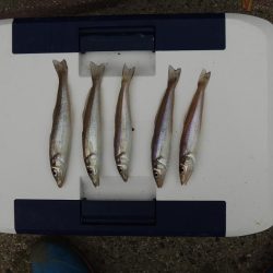 キス釣り チャリコとミニカワハギに苦戦