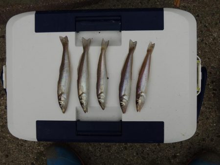 キス釣り チャリコとミニカワハギに苦戦