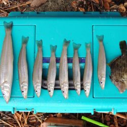 雨中のキス釣り