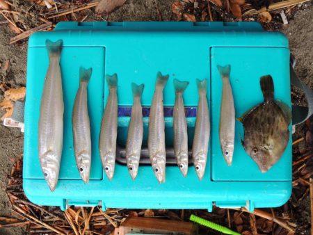 雨中のキス釣り