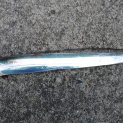 今年初タチウオ♪