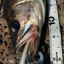 ぶらデイシーバス調査!!