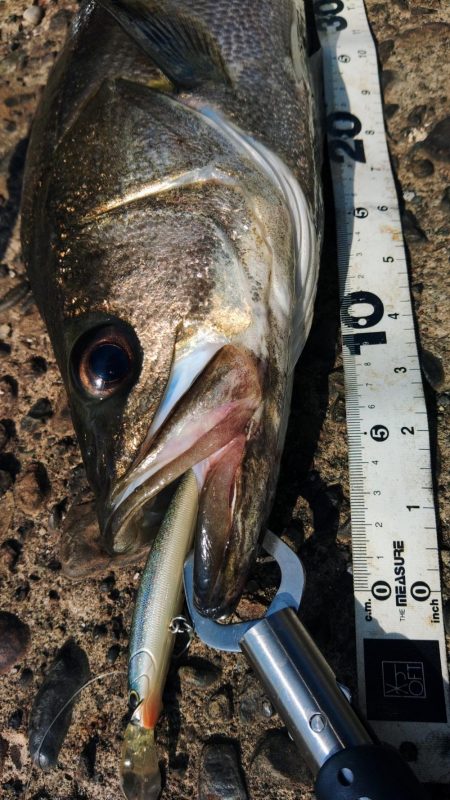 ぶらデイシーバス調査！！