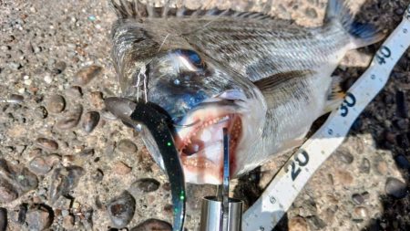 ぶら船下調査！！