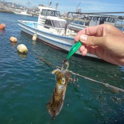 エギング新子調査