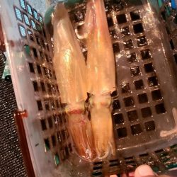 和歌山市江（吉丸渡船）でイカメタル
