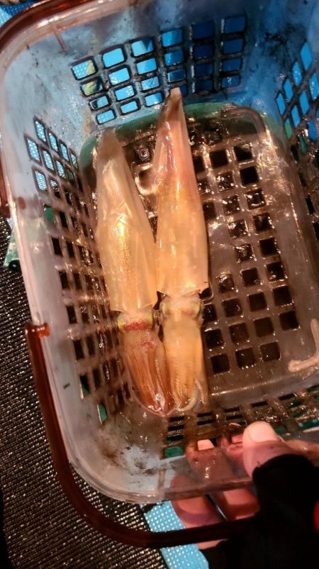 和歌山市江（吉丸渡船）でイカメタル
