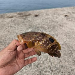 まだまだ完全復旧は時間がかかりそうですね