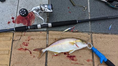 タチウオ後ショアジギ