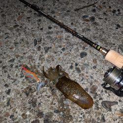 newロッド墨付け！