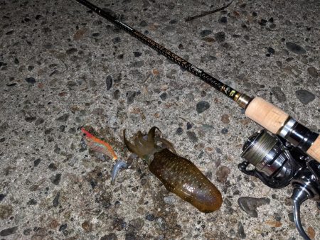 newロッド墨付け！