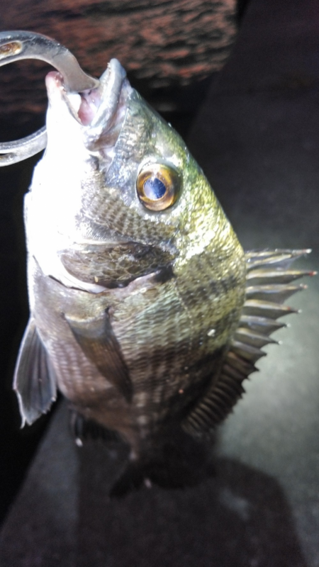 低酸素で食い気がないなぁ