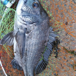 大雨が功を奏した