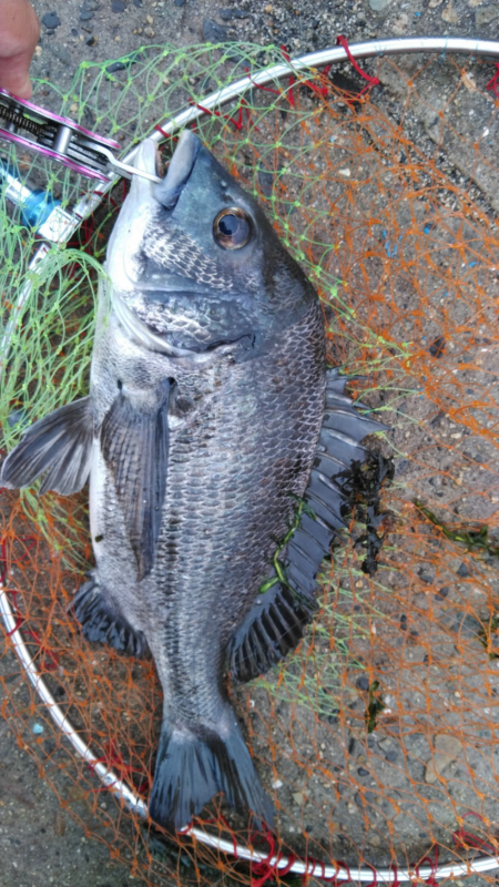 大雨が功を奏した