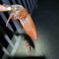 第一回雰囲気あります