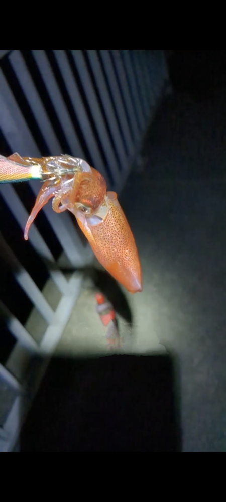 第一回雰囲気あります