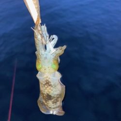 エギング、アジング