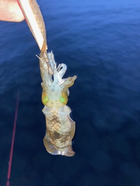 エギング、アジング