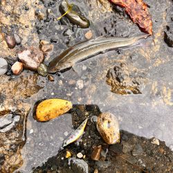 渓流フィッシング