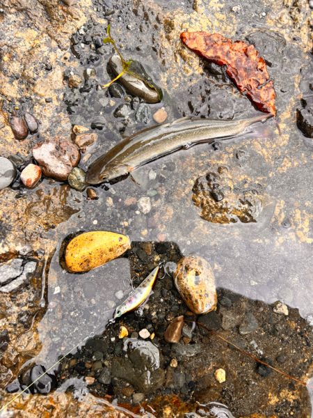 渓流フィッシング