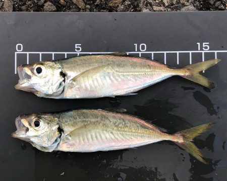 少しサイズアップ