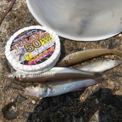 がまかつ公式投稿2 泉南キスII