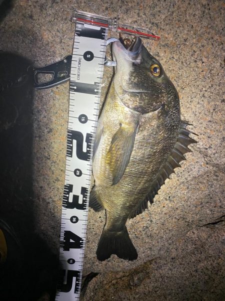 淀川河口チニング