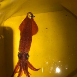 【明石】ケンサキイカ探し