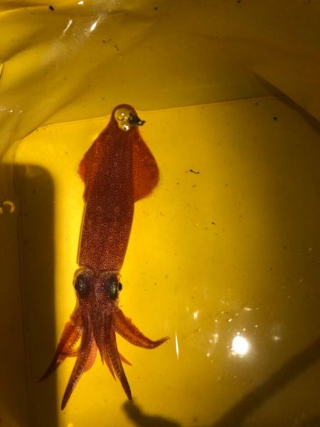 【明石】ケンサキイカ探し