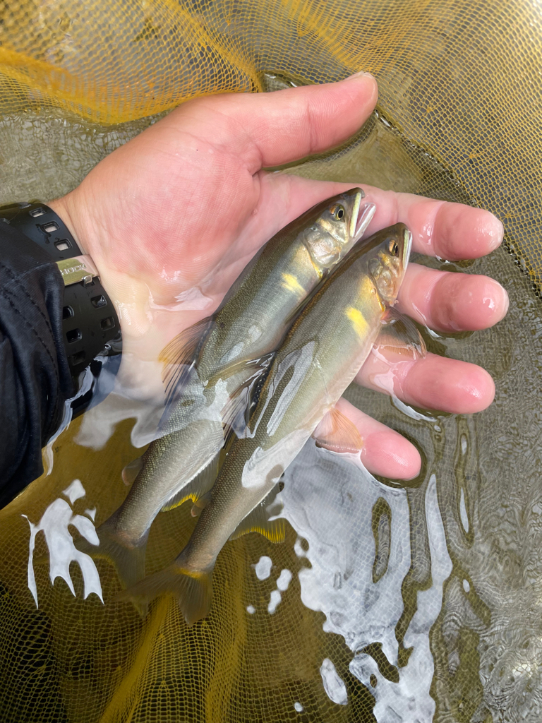 十津川村　鮎釣り