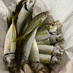 楽しいアジング