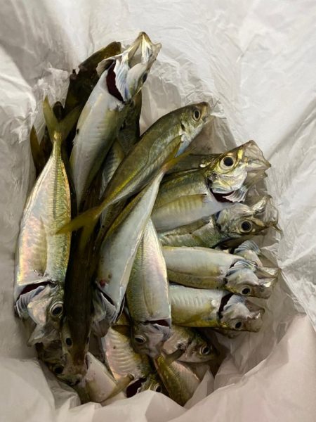 楽しいアジング