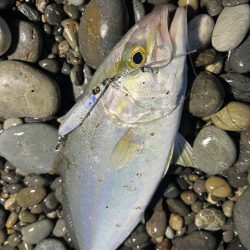 朝マズメはマキマキを手返しよく投げることが釣果に繋がります♪